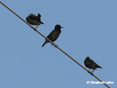 Spotless Starling / Ensfarvet-Str