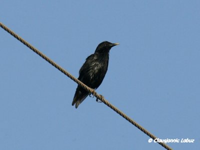 Spotless Starling / Ensfarvet-Str