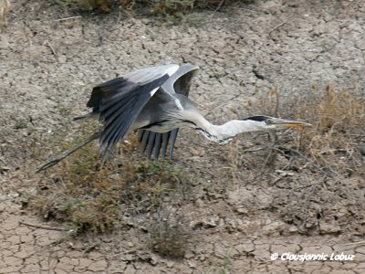 Grey Heron / Fiskehejre - Coto Doñana