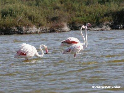 Flamingo - Coto Doñana