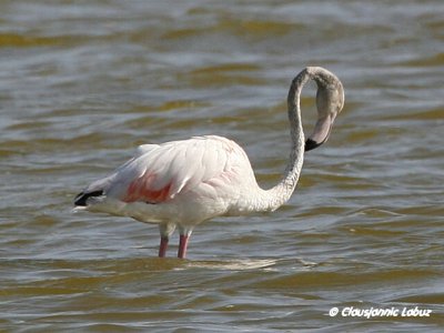 Flamingo - Coto Doñana