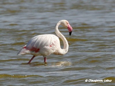 Flamingo - Coto Doñana