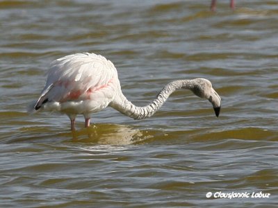Flamingo - Coto Doñana