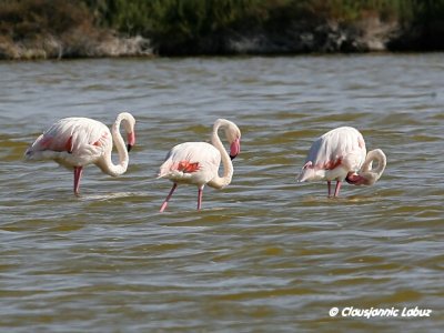 Flamingo - Coto Doñana