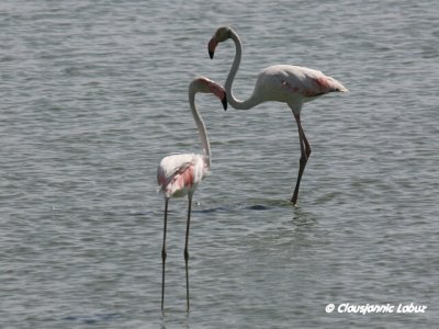 Flamingo - Coto Doñana