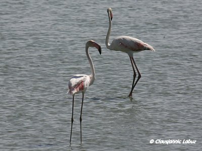 Flamingo - Coto Doñana