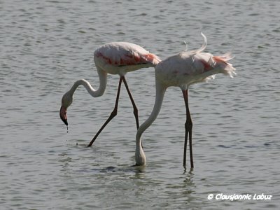 Flamingo - Coto Doñana