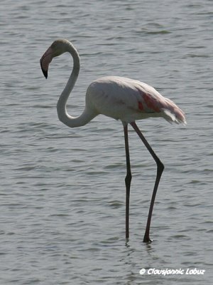 Flamingo - Coto Doñana