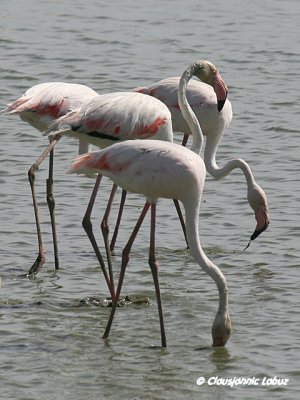 Flamingo - Coto Doñana