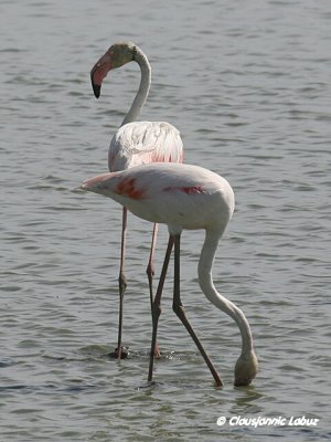 Flamingo - Coto Doñana