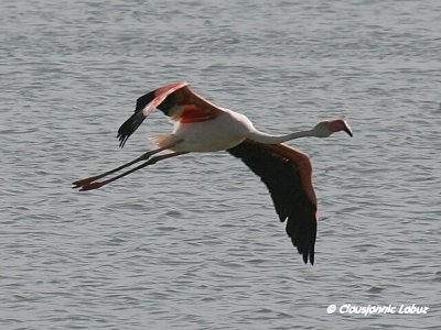 Flamingo - Coto Doñana