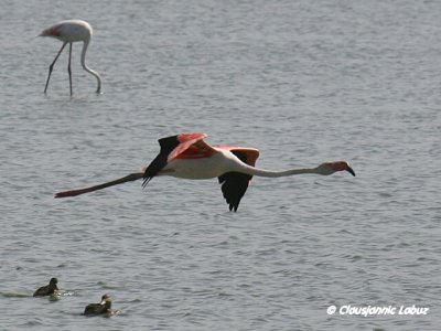 Flamingo - Coto Doñana