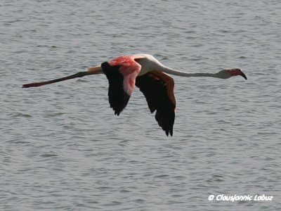 Flamingo - Coto Doñana