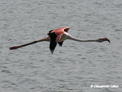 Flamingo - Coto Doñana