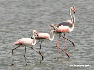 Flamingo - Coto Doñana