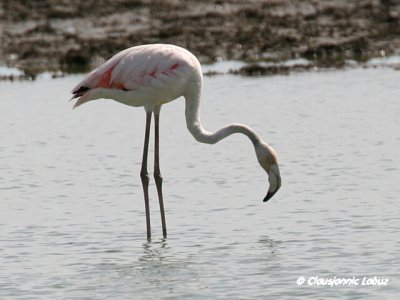 Flamingo - Coto Doñana