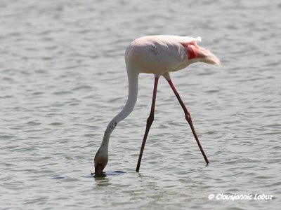 Flamingo - Coto Doñana