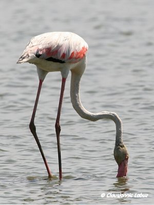 Flamingo - Coto Doñana