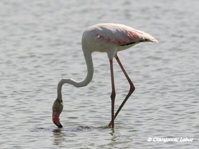 Flamingo - Coto Doñana