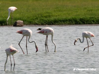 Flamingo - Coto Doñana