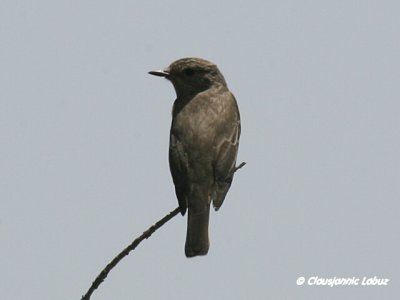 Spotted Flycatcher / Grå Fluesnapper