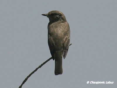Spotted Flycatcher / Grå Fluesnapper