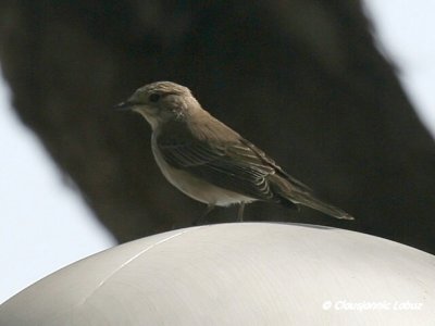 Spotted Flycatcher / Grå Fluesnapper