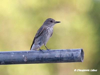 Spotted Flycatcher / Grå Fluesnapper
