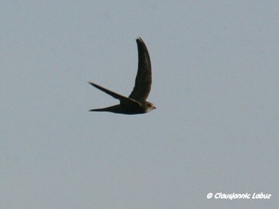 Pallid Swift / Gråsejler