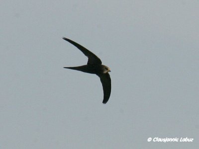 Pallid Swift / Gråsejler