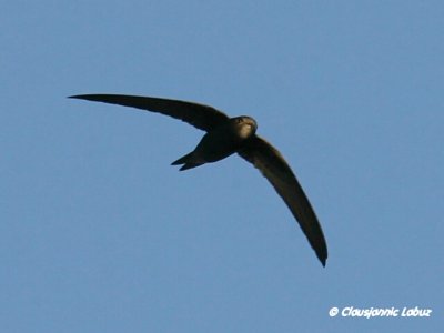 Pallid Swift / Gråsejler