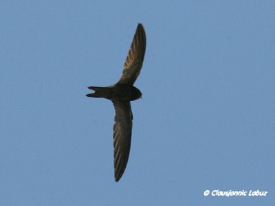 Pallid Swift / Gråsejler