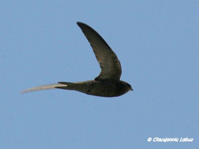 Pallid Swift / Gråsejler