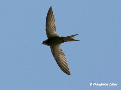 Pallid Swift / Gråsejler