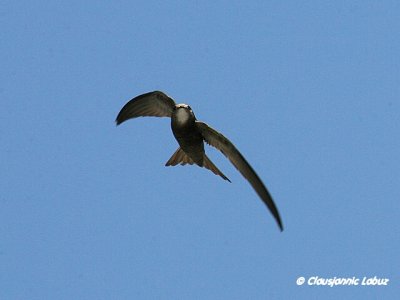 Pallid Swift / Gråsejler