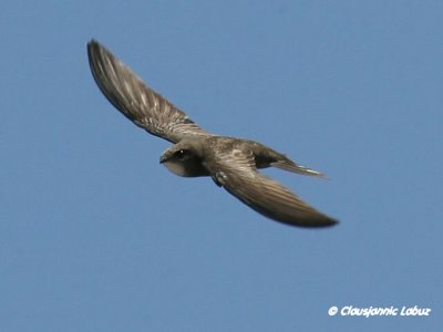 Pallid Swift / Gråsejler