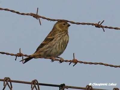 European Serin / Gulirisk