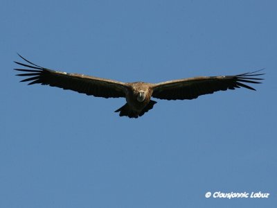 Griffon Vulture / Gåsegrib