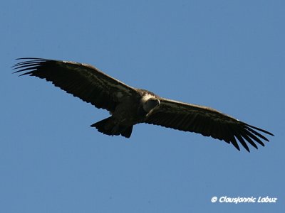 Griffon Vulture / Gåsegrib