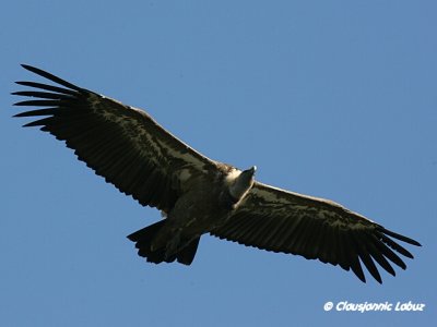 Griffon Vulture / Gåsegrib