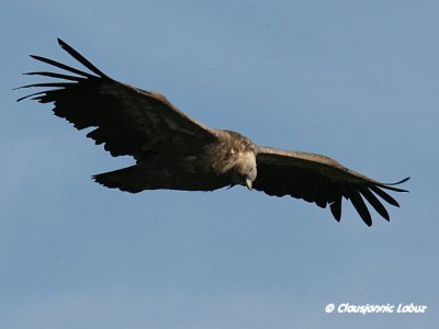 Griffon Vulture / Gåsegrib