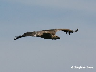 Griffon Vulture / Gåsegrib