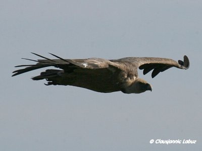 Griffon Vulture / Gåsegrib