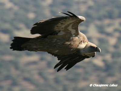 Griffon Vulture / Gåsegrib