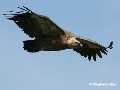 Griffon Vulture / Gåsegrib