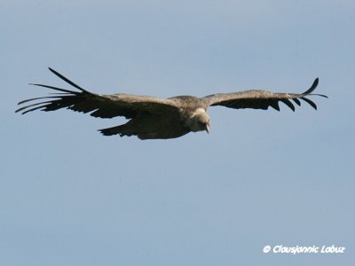 Griffon Vulture / Gåsegrib