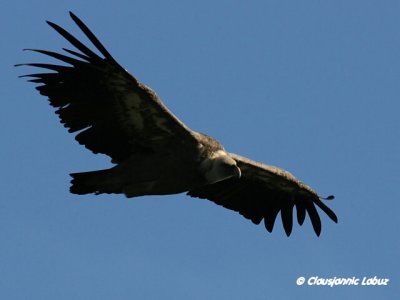 Griffon Vulture / Gåsegrib