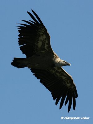 Griffon Vulture / Gåsegrib
