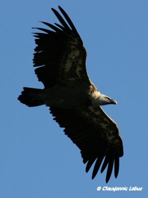 Griffon Vulture / Gåsegrib