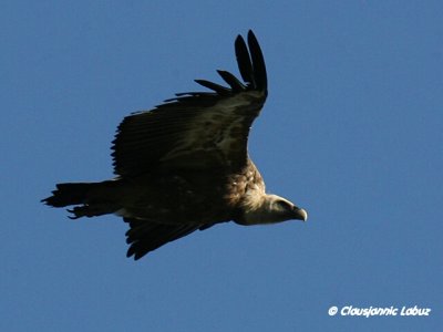 Griffon Vulture / Gåsegrib